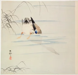 Duck Diving, ca. tidlig på 1900-tallet (farget treblokktrykk)